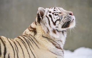 Картинка бенгальский тигр, тигр, животное