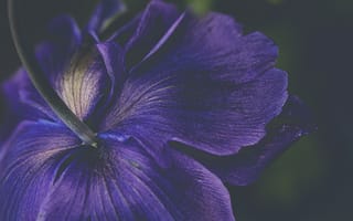 Картинка лепестки, цветок, фиолетовый