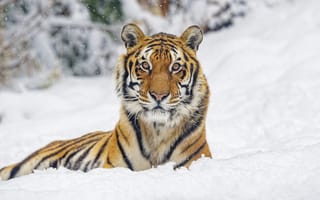 Картинка тигр, животное, полосы