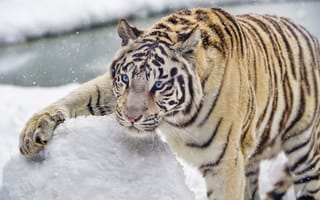 Картинка бенгальский тигр, тигр, снег
