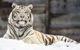 Картинка бенгальский тигр, тигр, взгляд