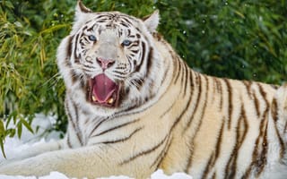 Картинка бенгальский тигр, тигр, зев