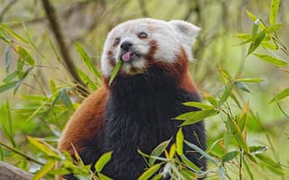 Картинка красная панда, язык, животное