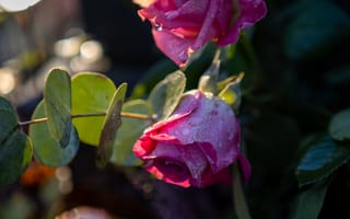 Картинка розы, бутоны, цветы