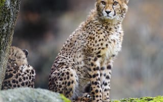 Картинка гепард, хищник, большая кошка