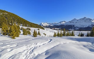 Картинка елки, горы, снег