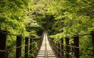 Картинка мост, деревья, лес