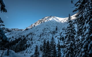 Картинка гора, снег, деревья