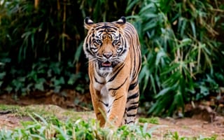 Картинка тигр, высунутый язык, хищник