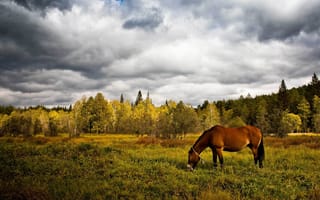 Обои лошадь, трава, поле