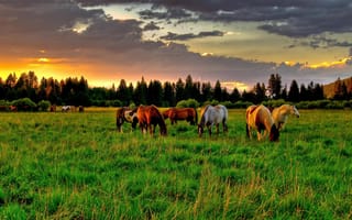 Картинка лошади, поле, еда
