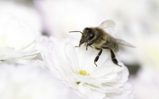 Картинка пчела, цветок, насекомое
