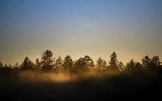 Картинка деревья, туман, природа