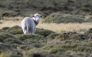 Картинка овечка, животное, трава
