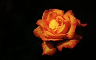 Картинка роза, цветок, лепестки