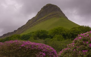 Картинка гора, рододендрон, цветы