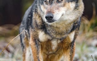 Картинка волк, взгляд, хищник