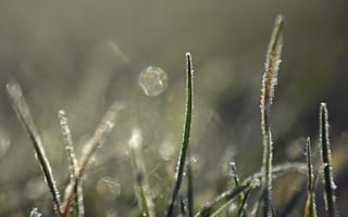 Картинка трава, мороз, свет