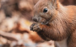 Картинка белка, орех, дикая природа