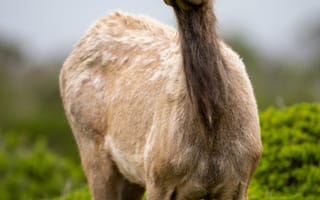 Картинка косуля, дикая природа, животное