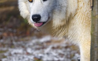 Картинка полярный волк, волк, высунутый язык