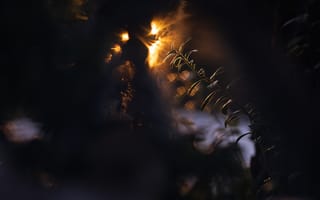 Картинка растение, листья, свет
