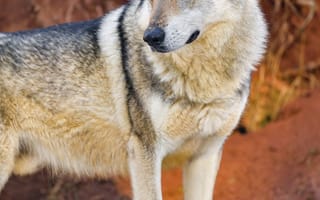 Картинка волк, хищник, животное