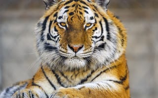 Картинка тигр, лапа, взгляд