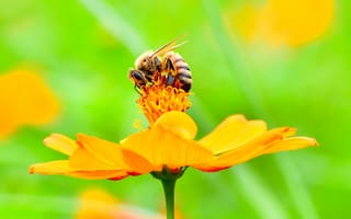 Картинка пчела, цветок, лепестки