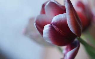 Картинка тюльпан, лепесток, цветок