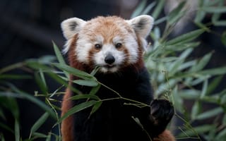 Картинка красная панда, дикая природа, листья