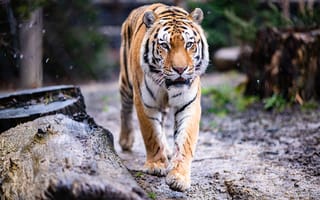 Картинка тигр, лапы, движение