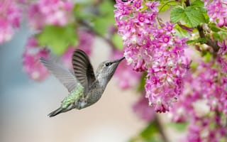 Картинка колибри, птица, цветы