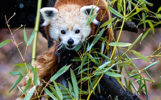 Картинка красная панда, дерево, листья