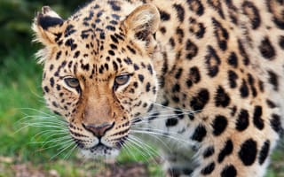 Картинка леопард, взгляд, хищник
