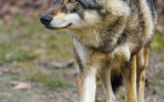 Картинка волк, хищник, животное