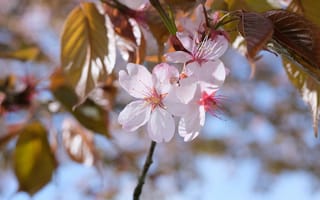 Картинка сакура, лепестки, цветы