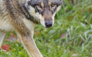 Картинка волк, взгляд, хищник