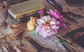Картинка георгина, цветок, лепестки