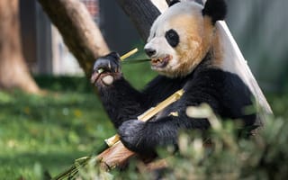 Картинка панда, лапа, бамбук