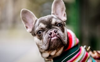 Картинка французский бульдог, питомец, собака