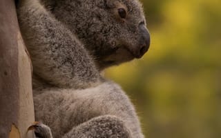 Картинка коала, дерево, животное