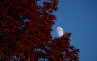 Картинка луна, листья, дерево