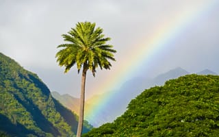 Картинка пальма, горы, радуга