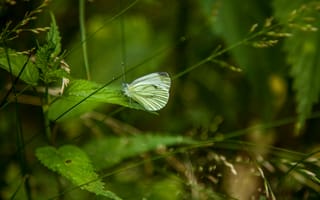 Картинка бабочка, лист, трава