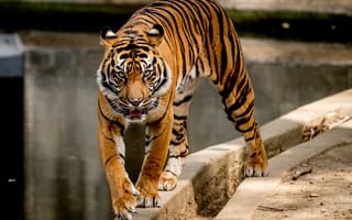 Картинка тигр, движение, хищник