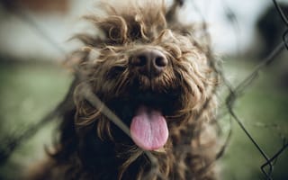 Картинка собака, высунутый язык, питомец