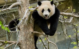 Картинка панда, поза, дерево