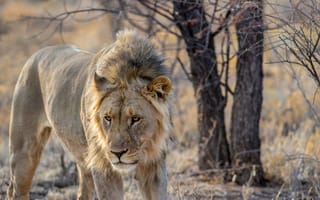 Картинка лев, хищник, животное