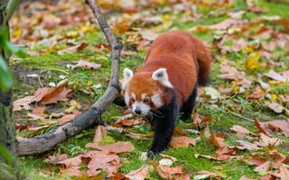 Картинка красная панда, листья, ветки